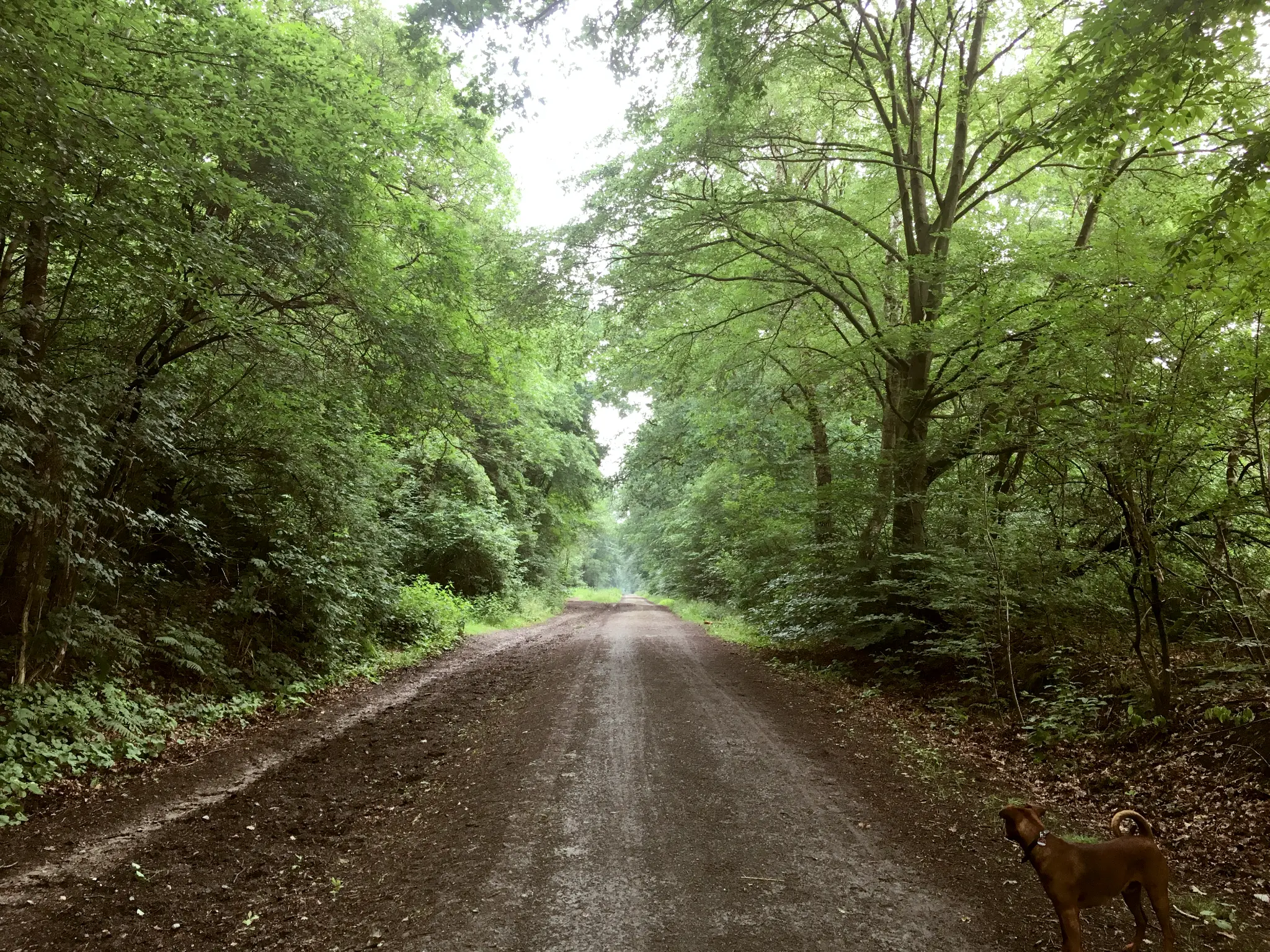 Waldweg Kirchheller Heide